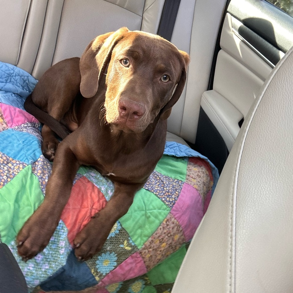 Meet your Posher, Ella